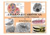 2º BAC AMPLIACION Presentacion T. 9 Celula eucariotica 2º Parte