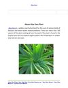 Aloe Vera