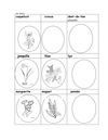 Les fleurs fiche de vocabulaire 