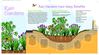 Appoquinimink River Association - Rain Gardens Brochure