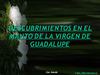 lavirgendeguadalupe