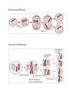 Mitosis Meiosis Pics