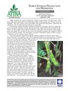 Edible Soybean Production and Marketing