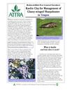 Kaolin Clay for Management of Glassy-winged Sharpshooter in Grapes