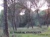 el pinar al atardecer
