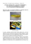 Expérimentation Crayon numérique (Taïwan) pour développer la conscience phonologique et la lecture en maternelle...