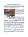 Outdoor Patio Umbrellas and their Types