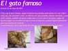 El gato MAS famoso del Mundo