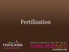 Thailand Medical Tourism_Fertilization