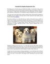 Essential Pet Supplies Required for Pets
