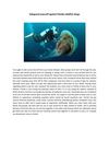 Safeguard yourself against Florida Jellyfish stings