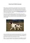 Protect Your Pet With Pet Insurance