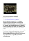 Paviane Tiere Animals SelMcKenzie Selzer-McKenzie