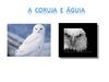 A coruja e a águia 3ª série- álbum 1