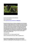 Igel Tiere Animals SelMckenzie Selzer-McKenzie