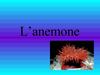 L'Anèmona