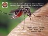 Aedes albopictus