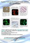 3x2 Epitomics novembre 2011