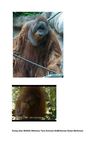 Orang Utan Wildlife Wildness Tiere Animals SelMcKenzie Selzer-McKenzie