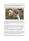 animales domesticos