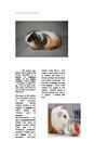 MASCOTAS REVISTA ANIMAL