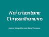 Noi crizanteme - Chrysanthemums