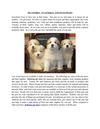 PET STORES IN GENERAL AND ITS SUPPLIES