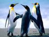 pinguinos