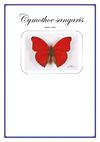 Timbres illustrant les papillons de l'espèce Cymothoe sangaris
