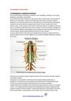 Las meninges y la dura madre