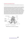 El músculo Psoas