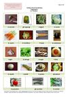 Italian Food Vocabulary - Vegetables