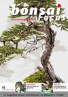 BONSAI FOCUS #62 FR PREVIEW