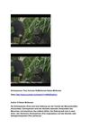 Schimpansen Tiere Animals SelMcKenzie Selzer-McKenzie