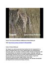 Gepard Tiere Animals Wildness SelMcKenzie Selzer-McKenzie