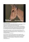 Steinbock Tiere Animals SelMcKenzie Selzer-McKenzie