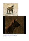 Hyäne Tüpfelhyäne Tiere Animals SelMcKenzie Selzer-McKenzie