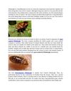 Great ways To Find A Great Pest Control Company In Pittsburgh.