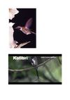 Kolibri Tiere Animals SelMckenzie Selzer-McKenzie