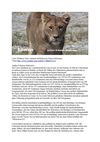 Löwe Wildness Tiere Animals SelMcKenzie Selzer-McKenzie