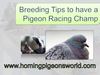 Breeding Tips to have a Racing Pigeon Champ