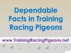 Dependable Facts in Training Racing Pigeons