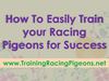 How To Easily Train your Racing Pigeons for Success