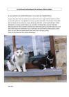 Mon animal domestique