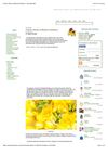 Freesia, Flower of Electric Freshness 