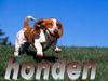 Honden