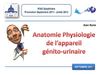 Anatomie - Physiologie de l'appareil génito-urinaire masculin (2011)