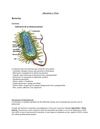 Bacterias y Virus