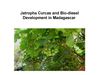 Jatropha Curcas and Bio-diesel Development in Madagascar