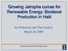Growing Jatropha Curcas for Renewable Energy: Biodiesel Production in Haiti 